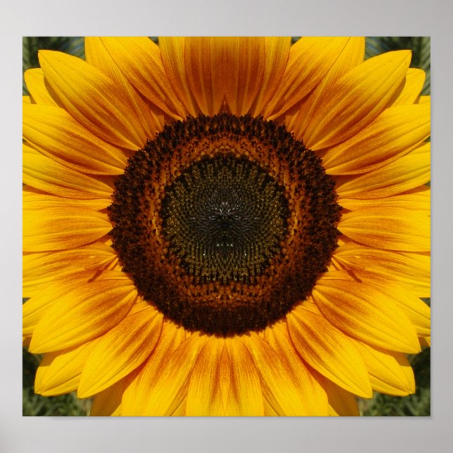 Sunflower Poster (Front)