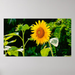Sunflower Poster