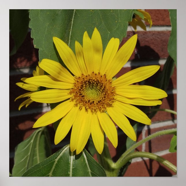 Sunflower Poster (Front)