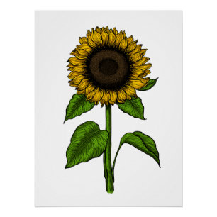 Sunflower Poster