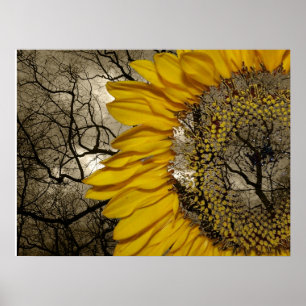 sunflower poster