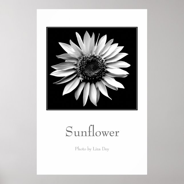 'Sunflower' Poster (Front)
