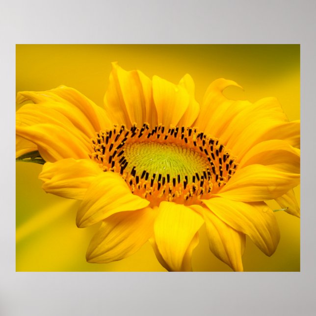 Sunflower Poster (Front)