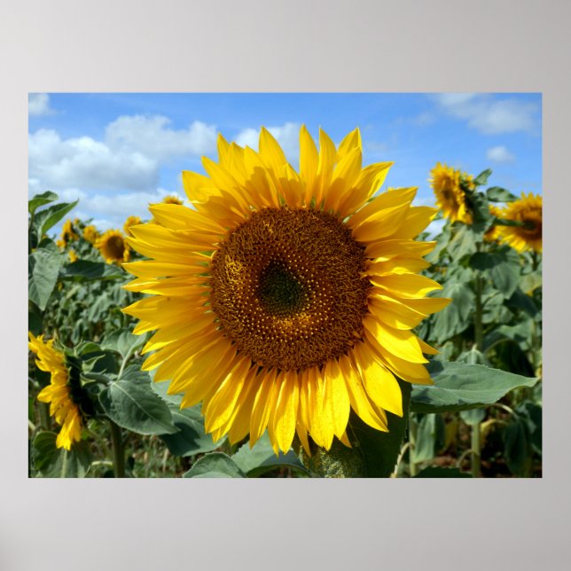 Sunflower Poster (Front)