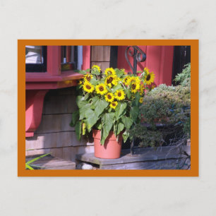 Sunflower Pot Post Card
