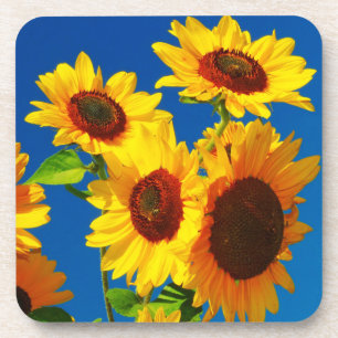 Sunflower Power Coaster