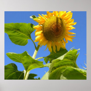 Sunflower Power Poster