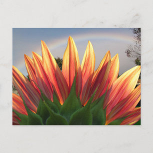 Sunflower Rainbow ~ postcard