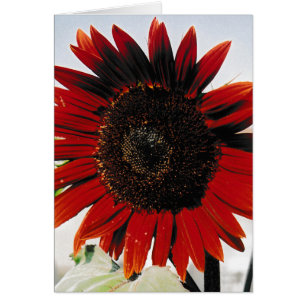 Sunflower Red Brown