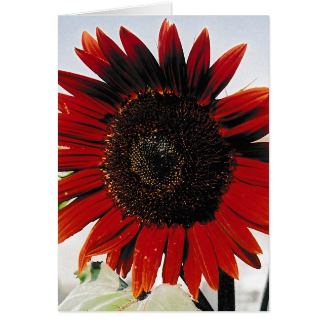 Sunflower Red Brown Greeting Card (Front)