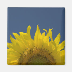 Sunflower Rising Magnet
