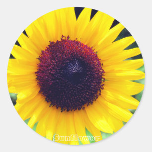 Sunflower:Round Seal