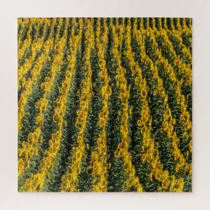 Sunflower Rows Jigsaw Puzzle