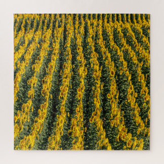 Sunflower Rows Jigsaw Puzzle