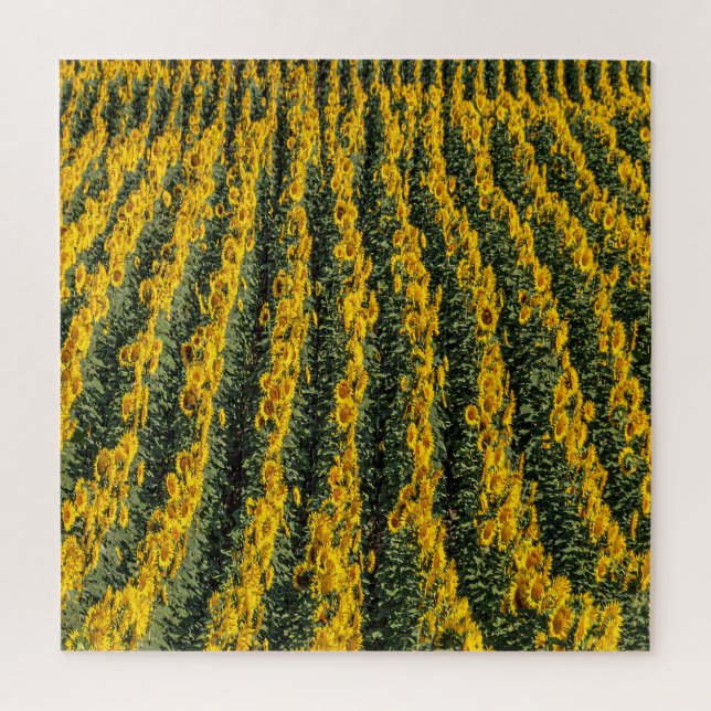 Sunflower Rows Jigsaw Puzzle (Vertical)