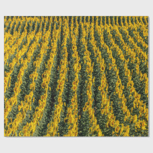 Sunflower Rows Wrapping Paper