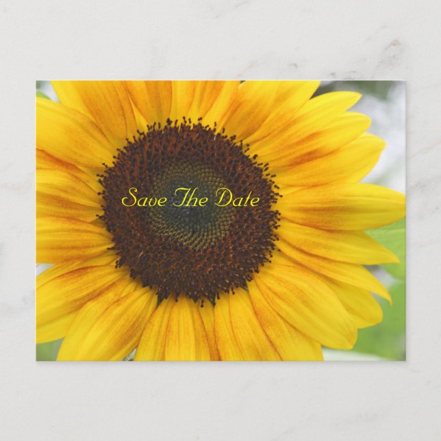 Sunflower Save The Date Postcard (Front)