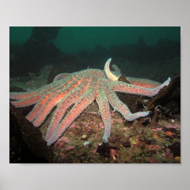 Sunflower Sea Star - Fine Art Print (Front)