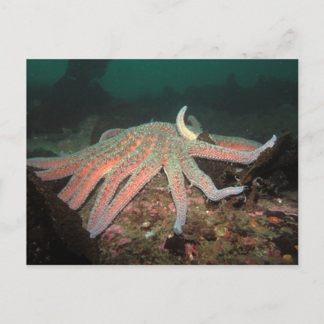Sunflower Sea Star - Postcard (Front)