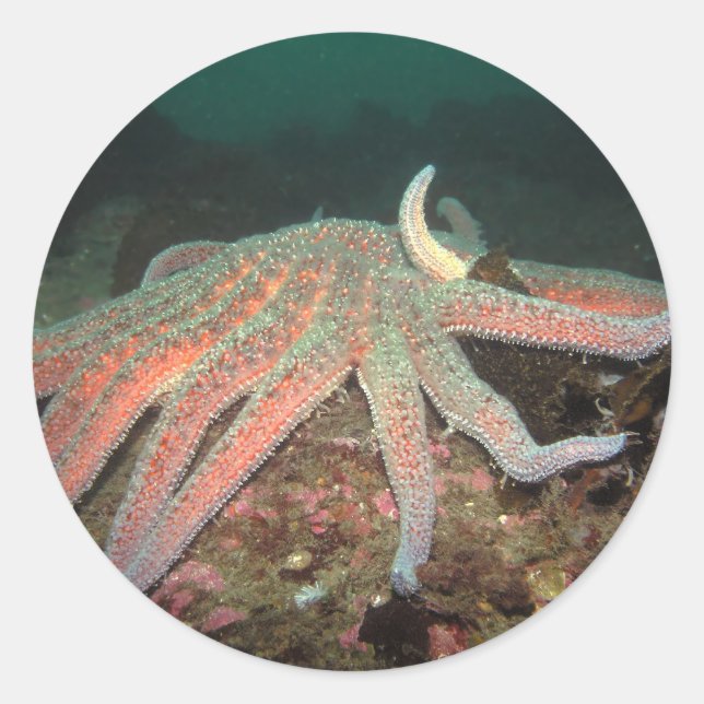 Sunflower Sea Star - Sticker (Front)