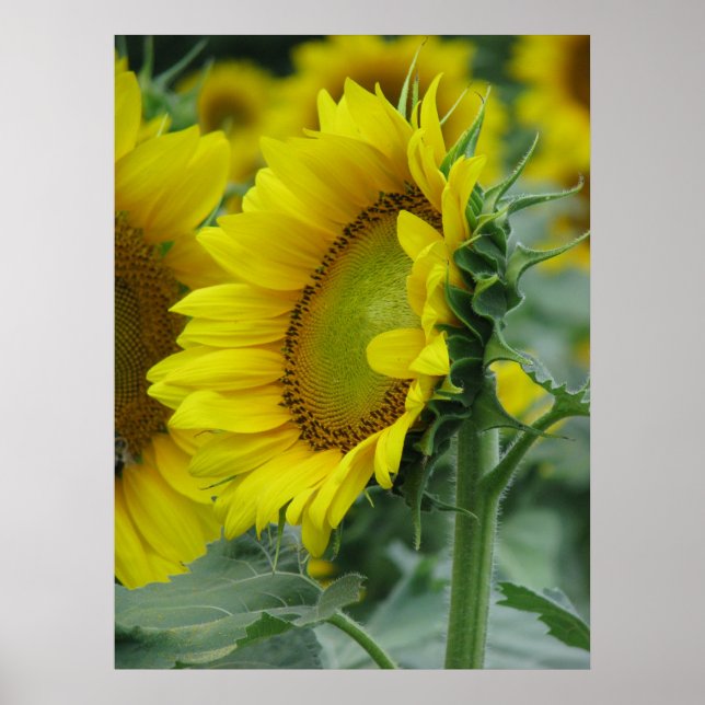 Sunflower Series Poster (Front)
