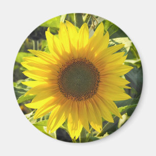 Sunflower Shine Magnet