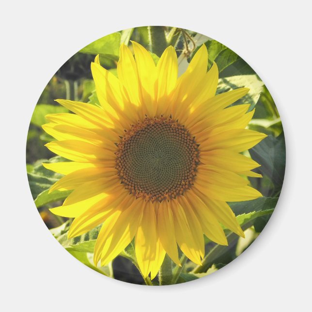 Sunflower Shine Magnet (Front)