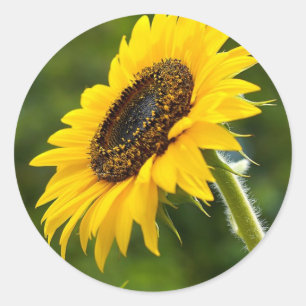 Sunflower Sideshot Classic Round Sticker