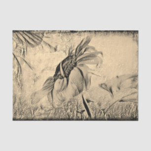 Sunflower Sketch Art Vintage Antique Texture Tissue Paper