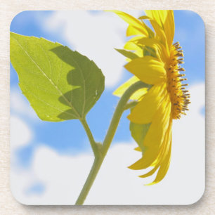 Sunflower Sky Photo Coaster