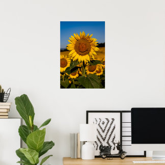 Sunflower Smile Poster
