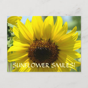 SUNFLOWER SMILES Postcards Floral Sun Flowers