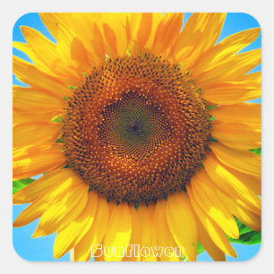 Sunflower:Square Seal