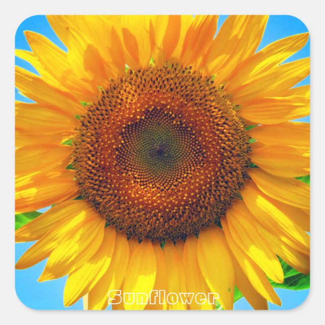 Sunflower:Square Seal (Front)