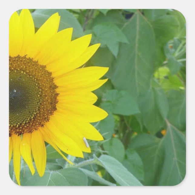 Sunflower Square Sticker (Front)