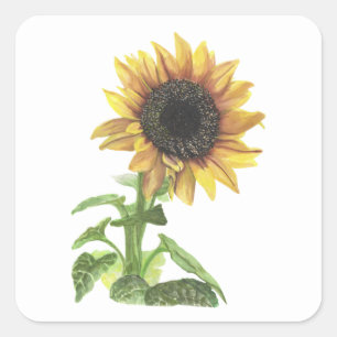 Sunflower square sticker
