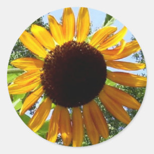 Sunflower Stickers