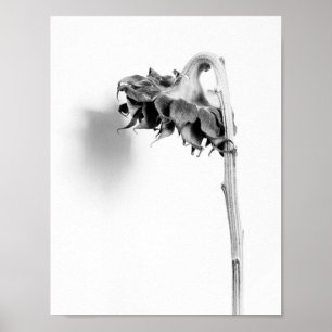 Sunflower Still Life Black and White Poster