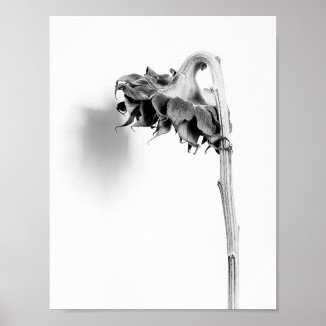 Sunflower Still Life Black and White Poster (Front)