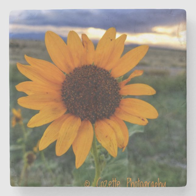 Sunflower Stone Coaster (Front)