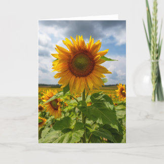 Sunflower Storm Blank Note Card