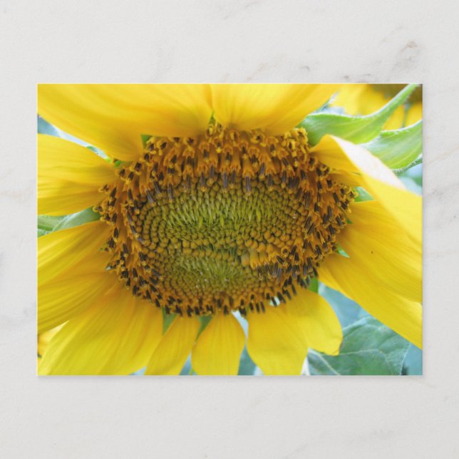 Sunflower Summer Series Postcard (Front)