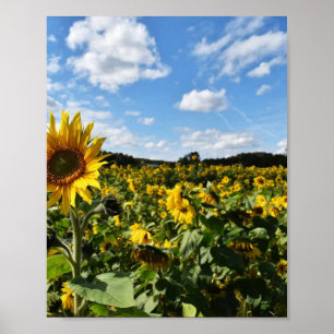 Sunflower Summer, Virginia Poster