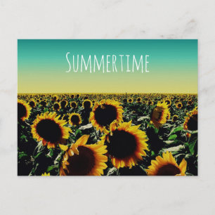 Sunflower Summertime Postcard