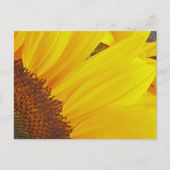 Sunflower Sun Postcard (Front)