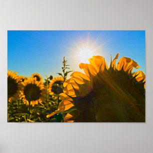 Sunflower Sun Star Poster
