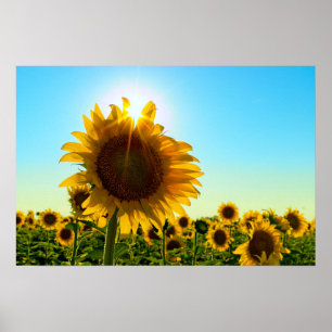 Sunflower Sun Star Poster