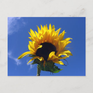 Sunflower Sunrise Unlined Notes Card