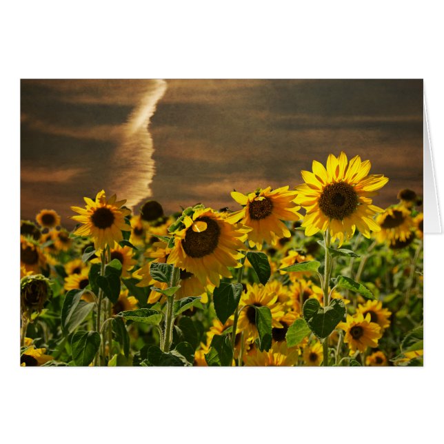 Sunflower Sunset (Front Horizontal)