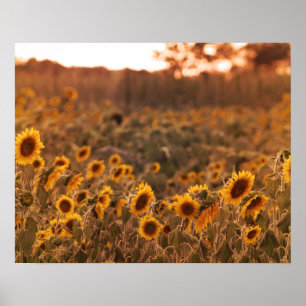 Sunflower Sunset in a Rural Field Colour 16x20  Poster